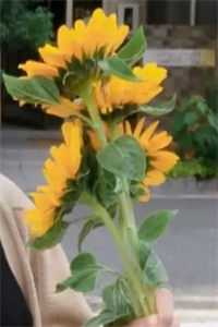 月下清棠落无声全本