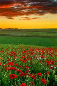 冬日尽头再无春完整作品