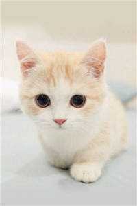 风月寄梦不寄君在线