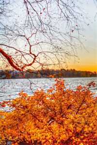 玫瑰惊雷火爆小说