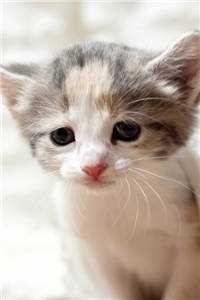 落尽梨花月沉西在线看