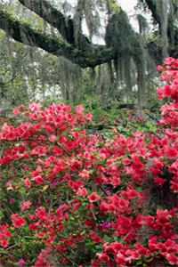 不待明月宴春山前文+后续